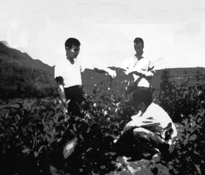 CQ9电子 CQ9传奇电子1956年毛主席接见徐州地委书记时突然问：“四”加“南”读什么(图15)